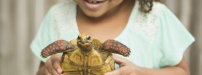 A child holding a tortoise.